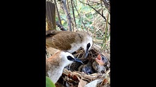 Parents Bird Help Each Other To Remove Ants From The Nest