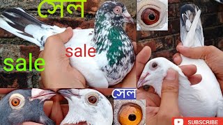 আন্ধ্রা পায়রা বাগনানে সেল আছে 9733741993