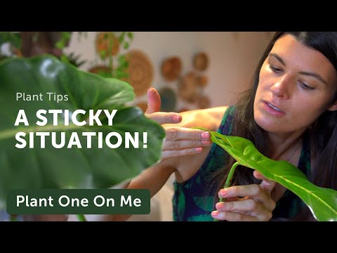 What plants have sticky balls?