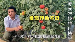 番茄出现青皮果、花脸等转色不良现象，就是这三个原因