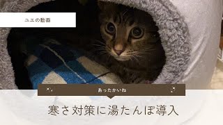 寒さ対策に湯たんぽ導入 #猫 #cat #ペット #pet