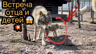 Долгожданная встреча волчат с родным Отцом 🐺😱 принял ли в семью (стаю)⁉️