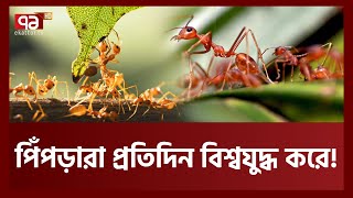 ব্রেনওয়াশ করে কীভাবে দাস বানানো হয় পিঁপড়াদের? পিঁপড়াদের মধ্যে কেন প্রতিদিন বিশ্বযুদ্ধ লেগেই থাকে?