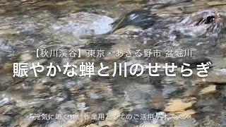 【秋川渓谷】東京・あきる野市 盆堀川 賑やかな蝉と川のせせらぎ 作業用としての活用がオススメ murmuring/Tokyo Akigawa  canyon/BGM for work