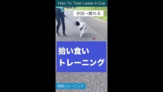 【拾い食い】犬のために、ポジティブに切り替える合図　#shorts #拾い食い #ドッグトレーニング