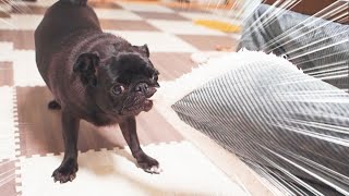 こたつの楽しみ方を熟知している黒パグなる。Naru, a black pug, knows how to enjoy kotatsu.【パグ、pug】