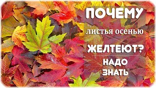 Почему осенью листья меняют цвет?