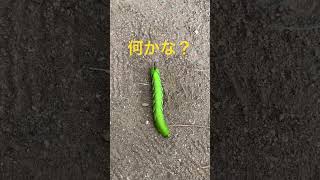 蛾？蝶？