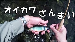 フライフィッシング / Fly fishing  婚姻色オイカワ三昧 201506下旬  \