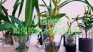 兰花水培－如何控制水藻的生长