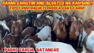 PAANO GAMUTIN ANG BLOATED NA KAMBING? TIPS FROM MACHETE MOSCA GOAT FARM! | SOLLE'S GANDANG BUHAY