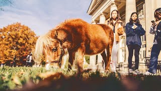 Miss Minnie: On the Hoof! 🐴❤️