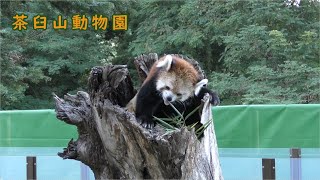 【茶臼山動物園】レッサーパンダの森（サマーナイトZOO）