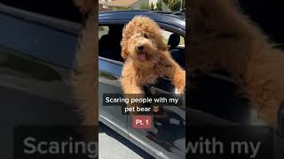 CUTE DOGS 🐕 Smart dog, Funny dogs, Cute puppies & Dogs training compilation video, #Shorts