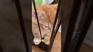 ゲージに入れられ大絶叫する子猫がいます！！【短足マンチカンのうなぎ】