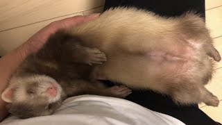 【フェレット】生後2ヶ月赤ちゃんフェレット。飼い主のお膝でへそ天すやすや【ferret】