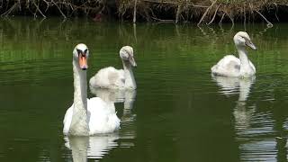 コブハクチョウの成長　Growth of mute swan