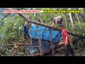 spending the night in a fallen tree cabin non-stop in heavy rain until morning