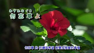 A06-519 勿忘草 ( 川野夏美 )