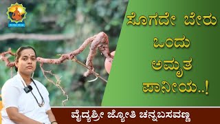 ಸೊಗದೇ ಬೇರು ಒಂದು ಅಮೃತ ಪಾನೀಯ..!Sogade root is an elixir drink..!