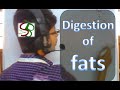 Human physiology lecture - fat digestion