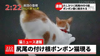 【猫ニュース】久しぶりに尻尾の付け根ポンポン猫に絡まれました。