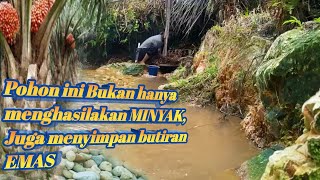 Pohon ini bukan hanya menghasilakan minyak,Juga menyimpan sesuatu