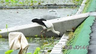 鳴門コウノトリ 2021/05/17 撮影 成長記録 徳島県鳴門市