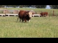 long yearling fleckvieh bulls