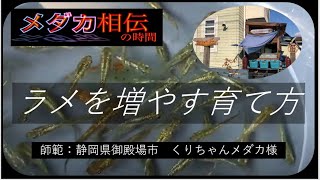 メダカ相伝の時間:ラメを増やすメダカの育て方　静岡県御殿場市　師範:くりちゃんメダカ様