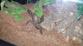 Togo Starburst Baboon Tarantula (Heteroscodra maculata) bolting - December 23, 2017