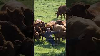 Farmer and COWS watching golf 😂