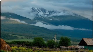 Белқарағай/Катон қарағай 🏕🌲💚