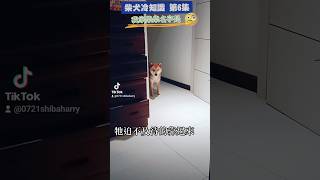 柴犬冷知識 第6集我家柴柴名字是？？？ #柴犬 #冷知識 #狗狗