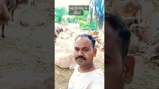 gayu no gondaro#shorts#trending #viral #shortsfeed #ytshorts #youtubeshorts #napvlogger02