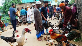 ঈদে সবচে সস্তায় দেশি হাঁস, মুরগি, চীনাহাঁস, রাজহাঁসের হাট। Duck Chicken Market Today। মুন্সির হাট।