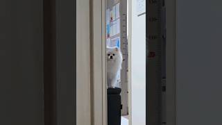 Someone is watching. #cctv #pomeranian #cutedog