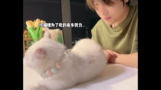 撒娇小猫最好命！！ #抖in萌宠计划 #猫咪#记录猫咪日常