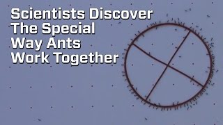 How Ants Synchronize When Carrying Big Stuff