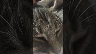 ネコと子ネコとおじさん　キジトラニャーンをただただモフモフもふもふするだけの動画　#shorts #cat #cats #猫 #保護猫 #キジトラ