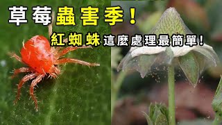 Strawberry pests and diseases in detail! How to deal with red spider?