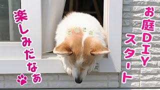 ぼくのお庭が出来るんだって【コーギー】