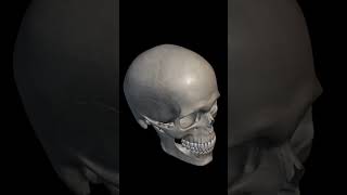 What is skull fracture? #anatomy #skull #humanbody #humananatomy