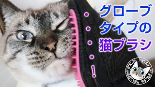 グローブタイプの猫用ブラシでジャンポンを撫でる【Jean \u0026 Pont 1859】2019/8/31 #ジャン #ポン