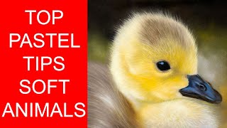 Pastel Beginner Tips Lesson Soft / Fluffy Animals / Wildlife - Jason Morgan