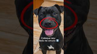 COLOQUE SEU DEDO NO CÍRCULO ⭕️👈 #cachorro #cachorros #sigowillpitbull #humor #humorbrasil #pitbull