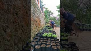 Waktunya tanam tanam sayur  #anakdesa #berkebun #berkebundirumah