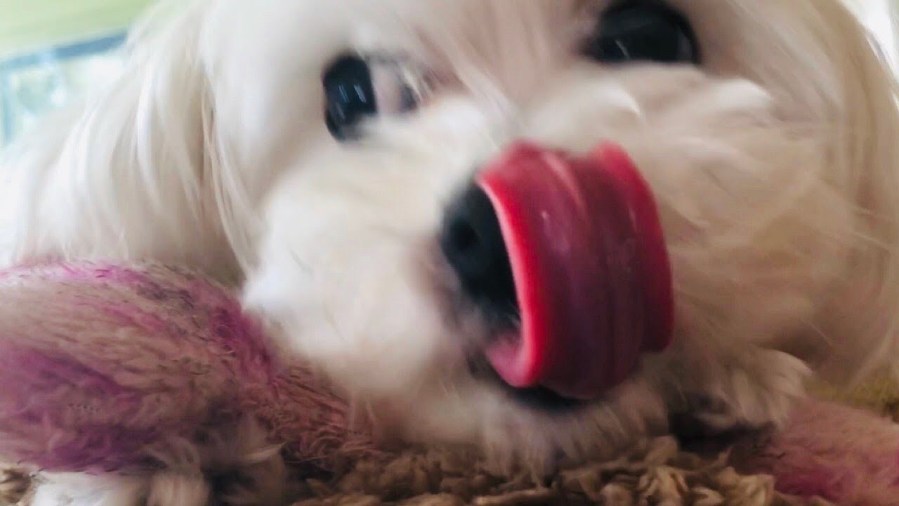 Dog Asmr Licking Youtube