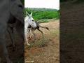 #donkey #animals video viral