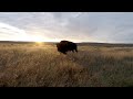 Restoring the North American Prairie